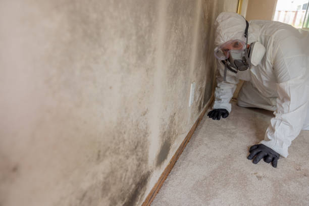 Best Mold Odor Removal Services  in Natchitoches, LA